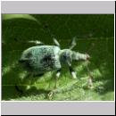 Phyllobius pomaceus - Ruesselkaefer 01.jpg